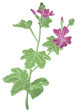 Malva sylvestris - malva-medicinal