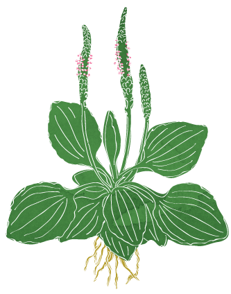 PLANTAGO MAJOR - TANCHAGEM